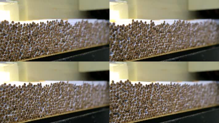 生产烟叶香烟烟草工厂机械化烟叶选购加工制造业卷烟厂 香烟生产制造